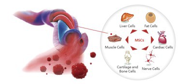 stem cell in aesthetics
