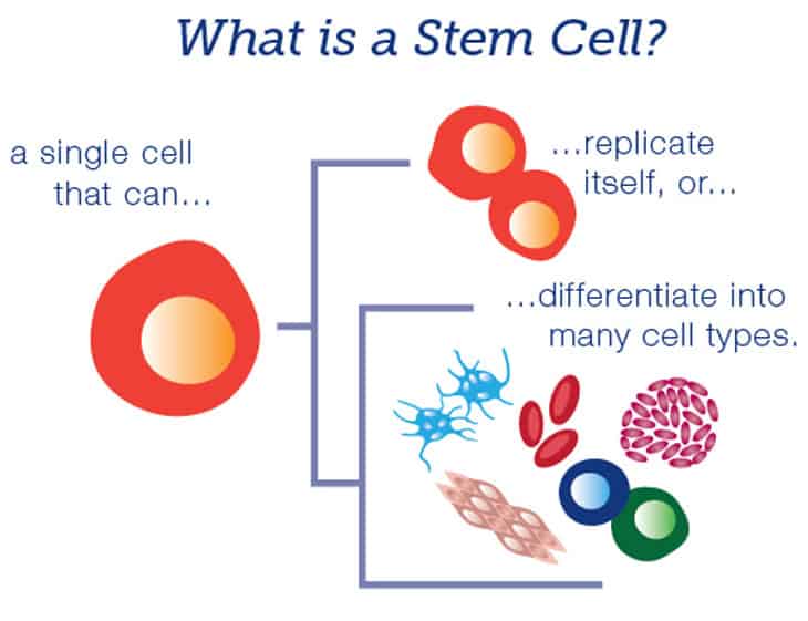 stemcell
